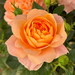 Balcony Rose Plant - Juicy Terrazza