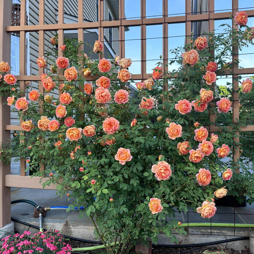 Climbing Rose Plant - Lady Charlotte