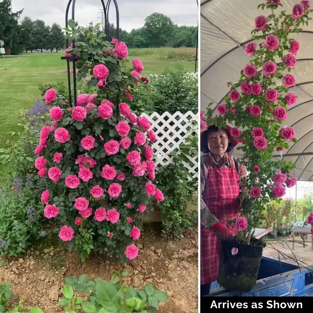 Climbing Rose Plant - Pink Da Vinci
