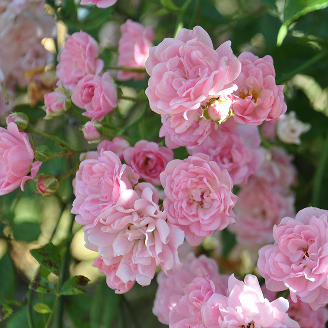 Climbing Rose Plant - Rosa pseudobanksiae