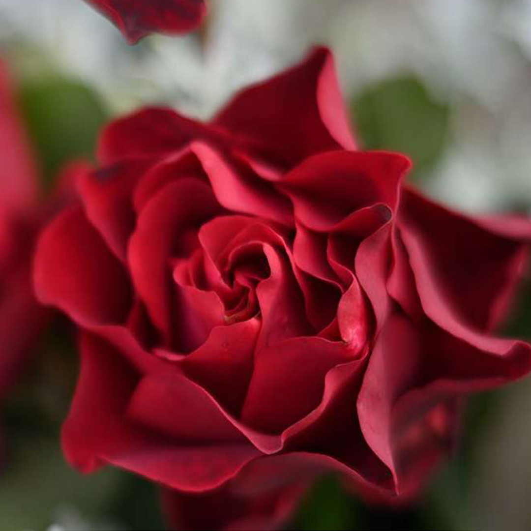 Shrub Rose Plant - Hommage à Barbara