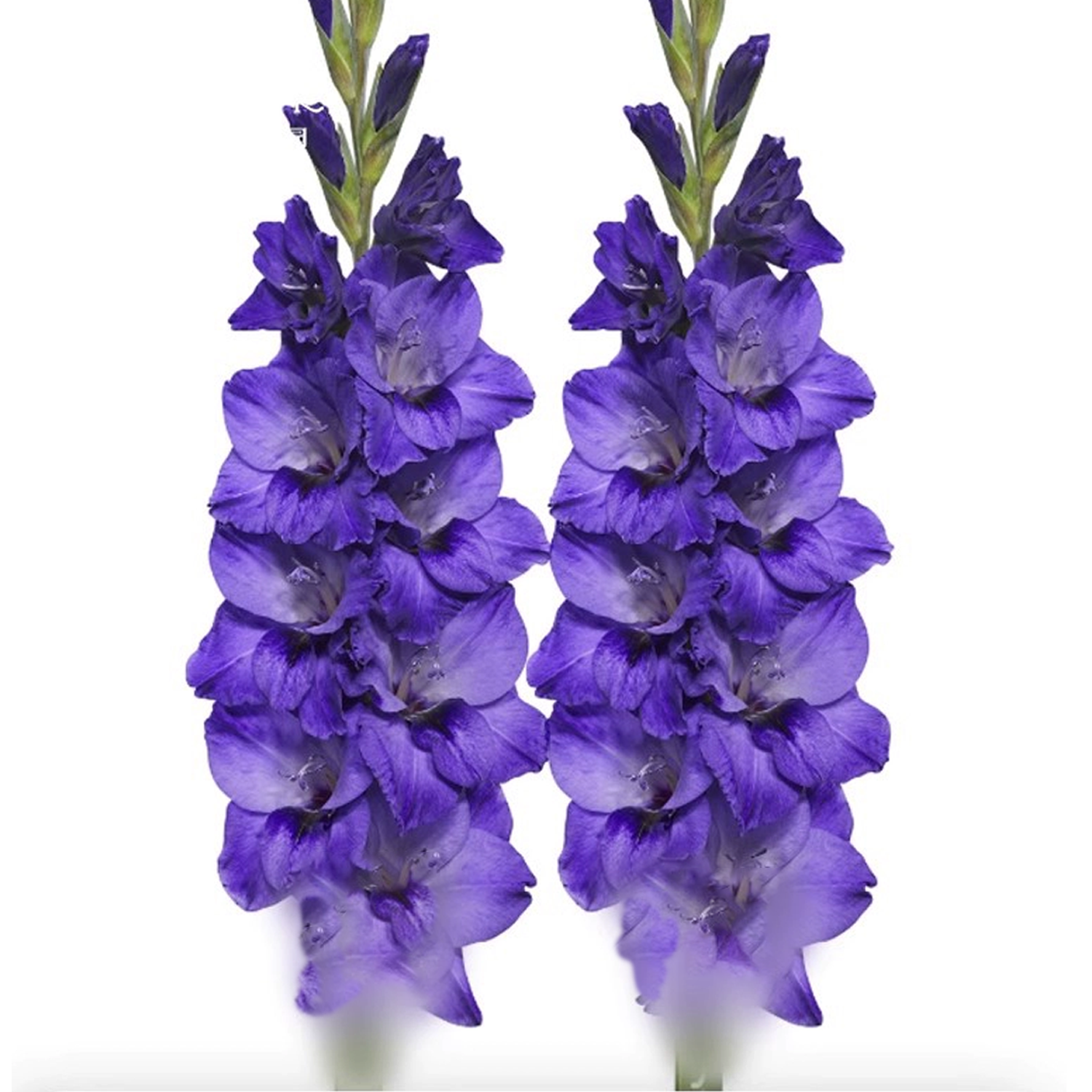 Gladiolus Flower Bulbs - Purple Flora