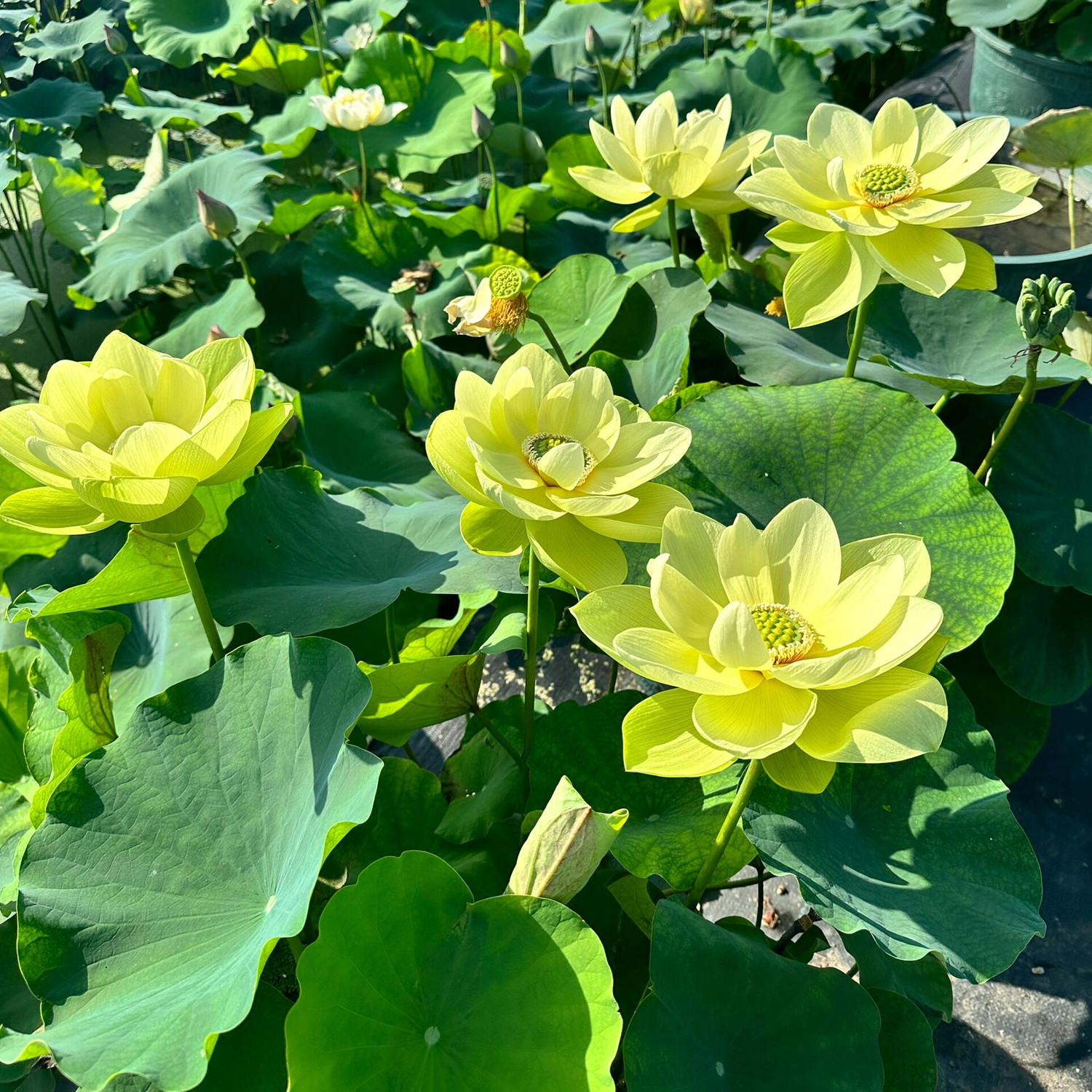 Midi-Large Bowl Lotus Rhizome – Essence