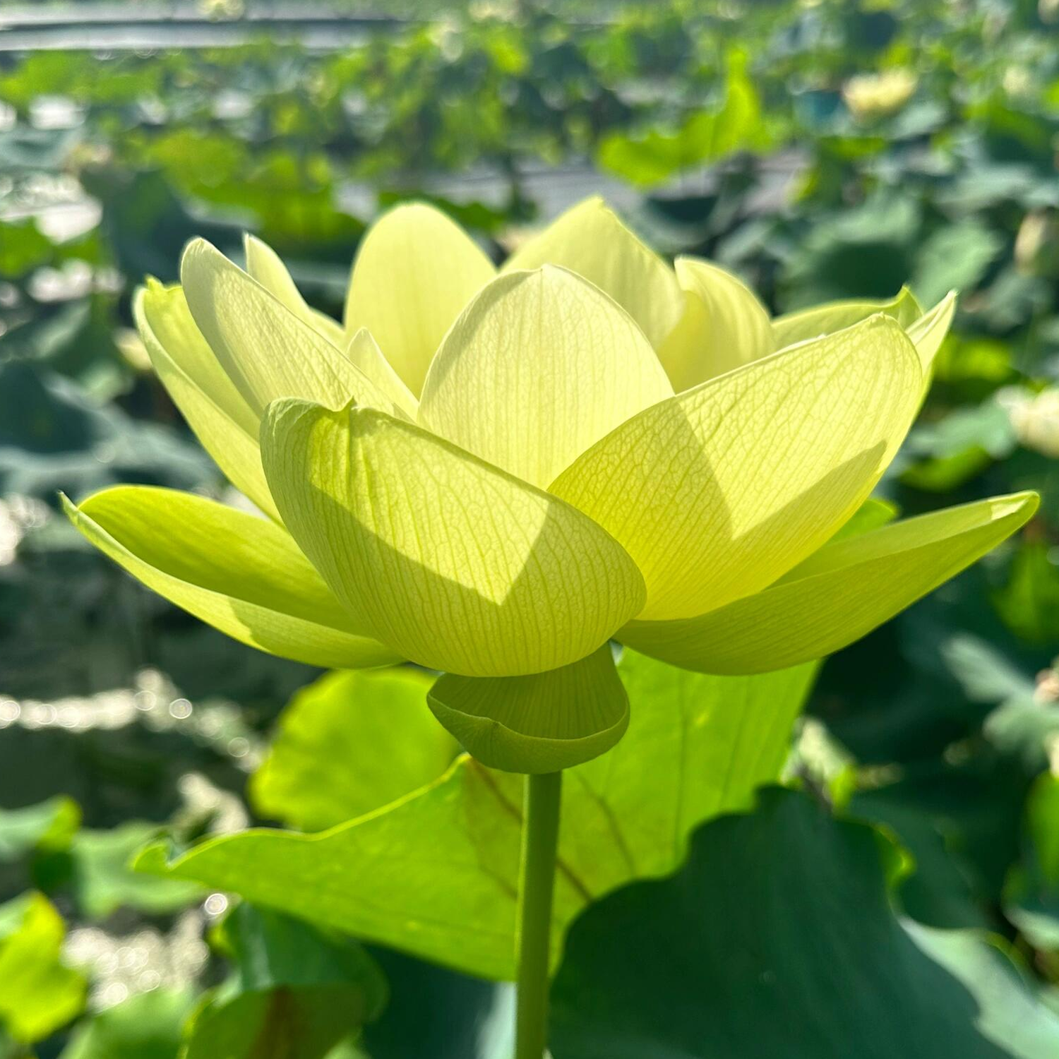 Midi-Large Bowl Lotus Rhizome – Essence