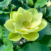 Midi-Large Bowl Lotus Rhizome – Essence