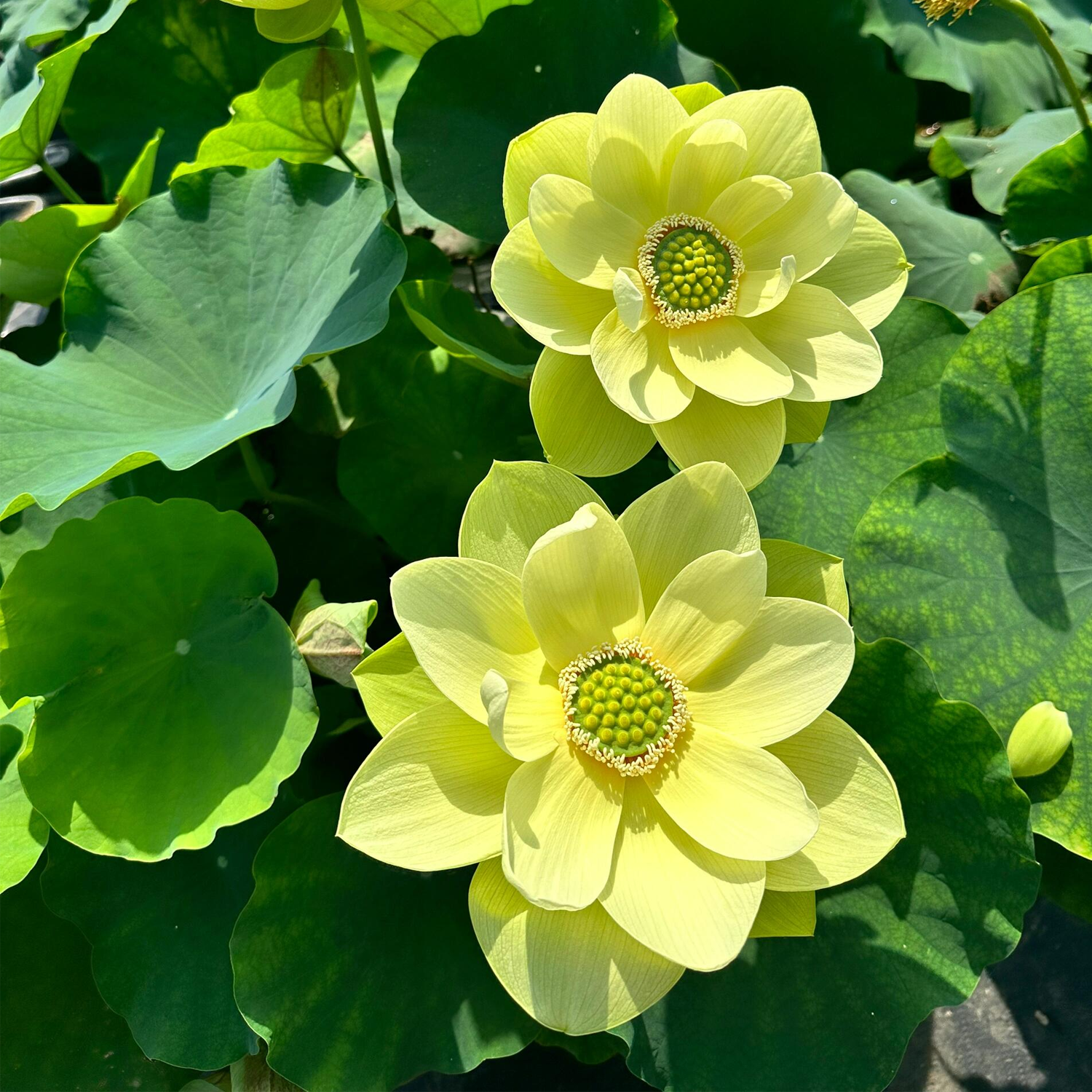 Midi-Large Bowl Lotus Rhizome – Essence