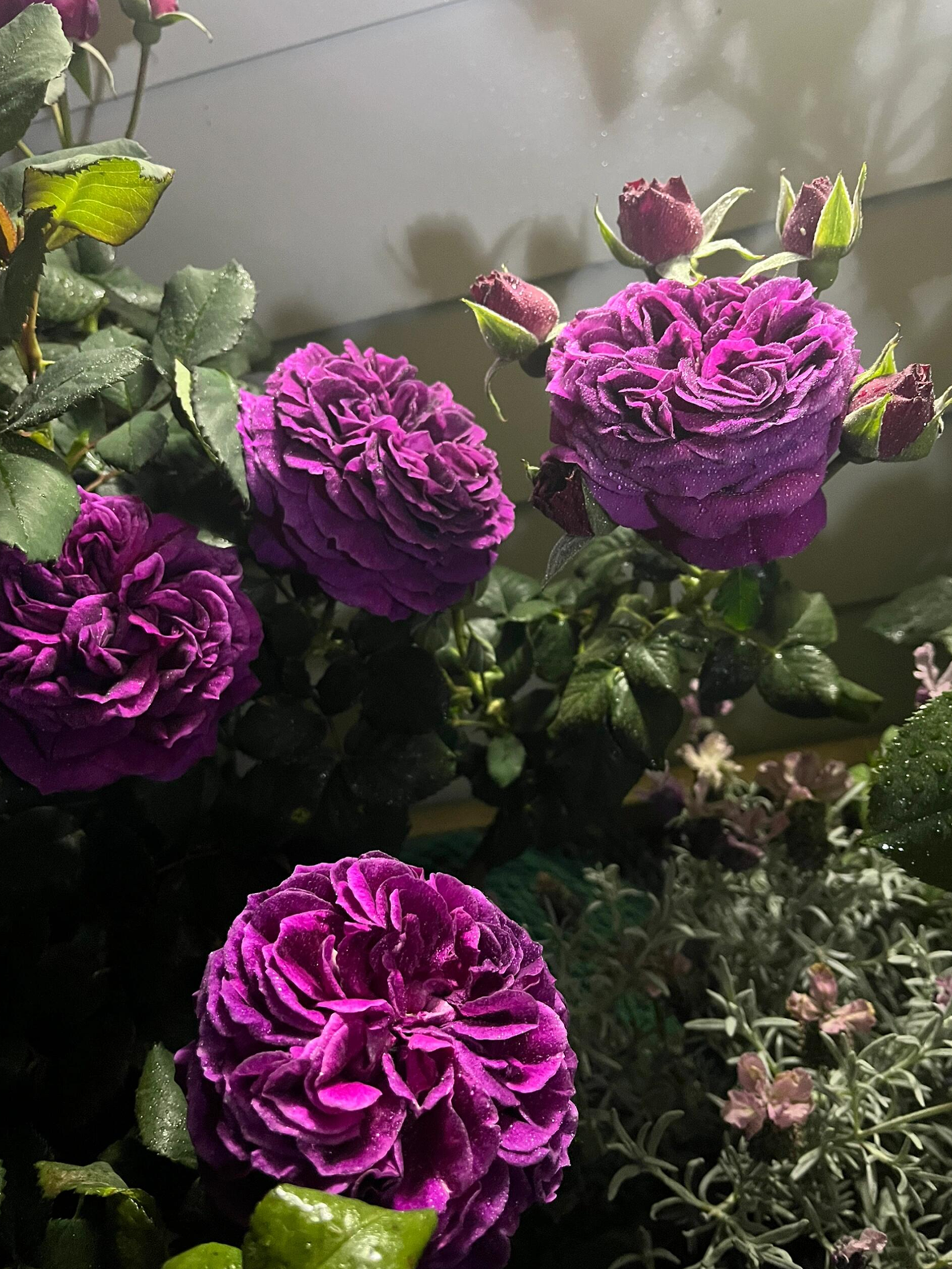 RSU Self-Bred Roses Plant- Zi Rong