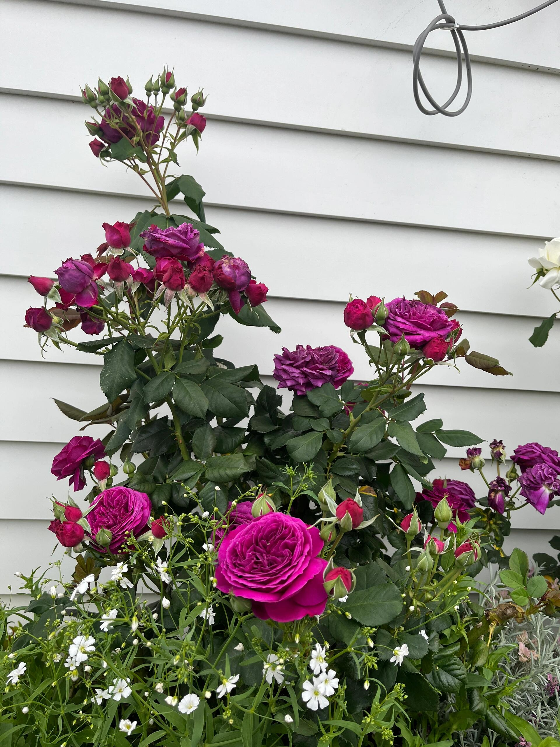 RSU Self-Bred Roses Plant- Zi Rong