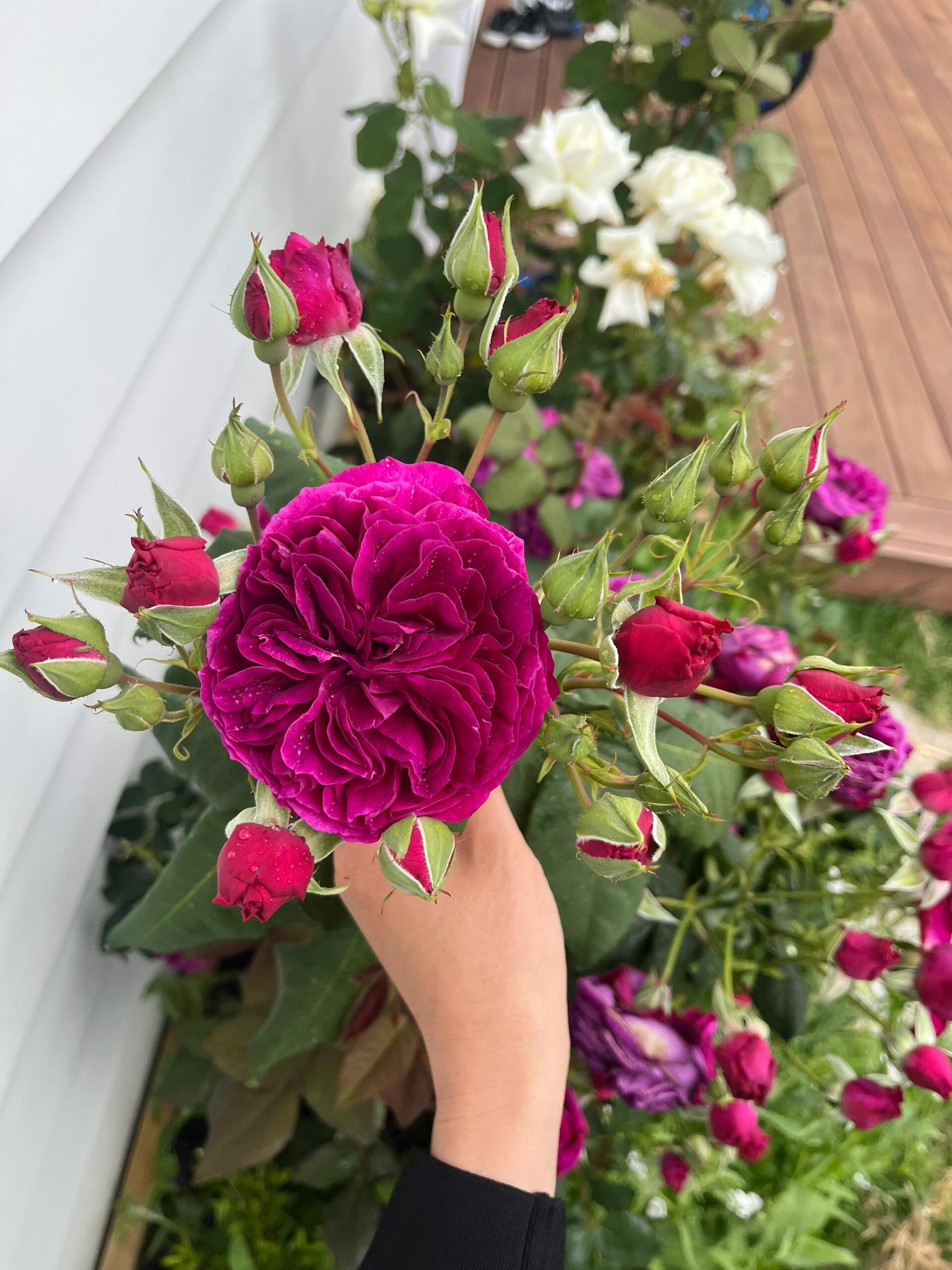 RSU Self-Bred Roses Plant- Zi Rong