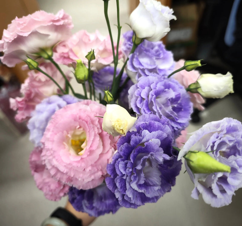 Lisianthus Planting Guide