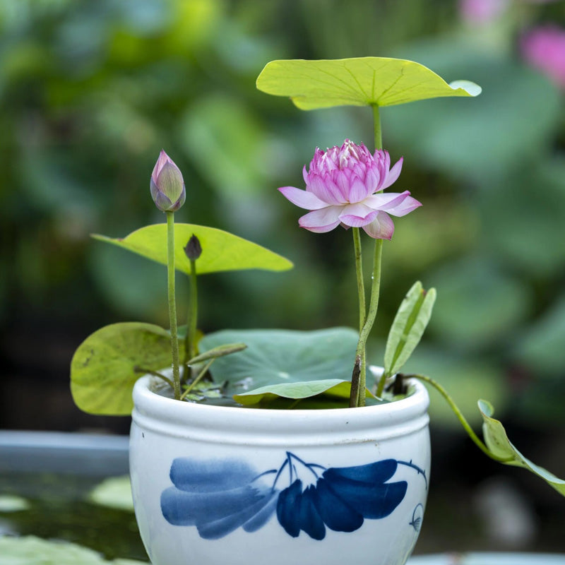 Bowl Lotus Planting Guide