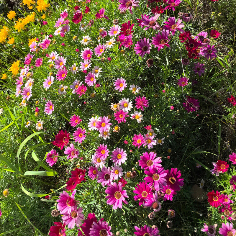 Pyrethrum Daisy Planting Guide – ROSESU