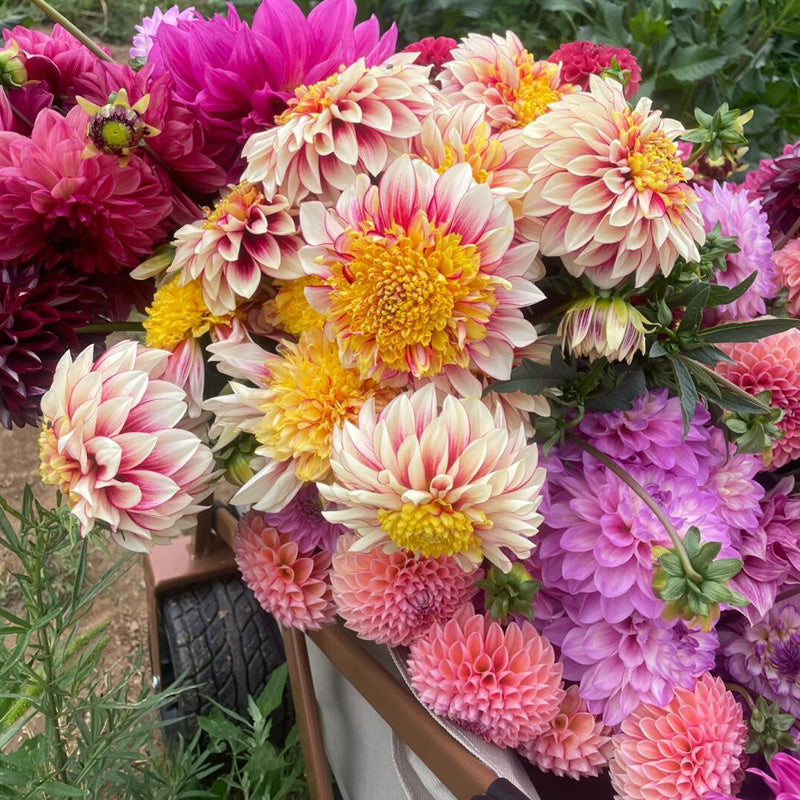 Dahlia Planting Guide