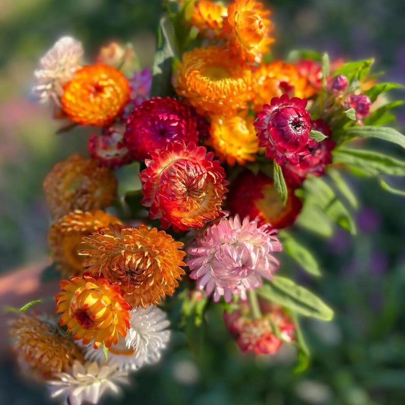 Strawflower Planting Guide