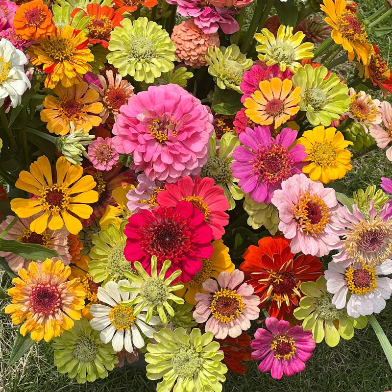 Zinnia Planting Guide