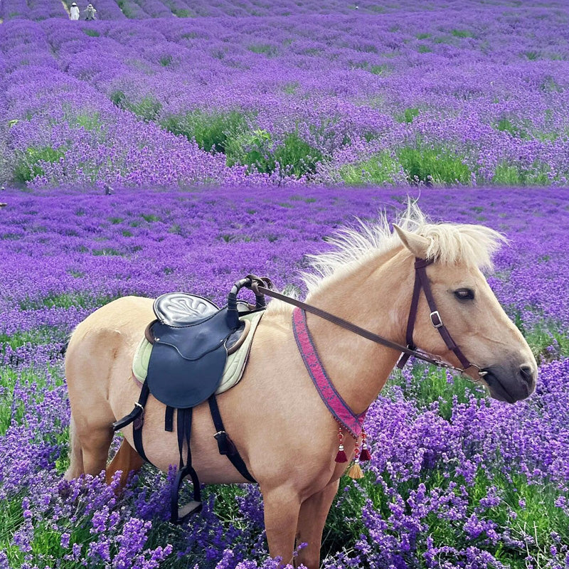 Lavender Planting Guide