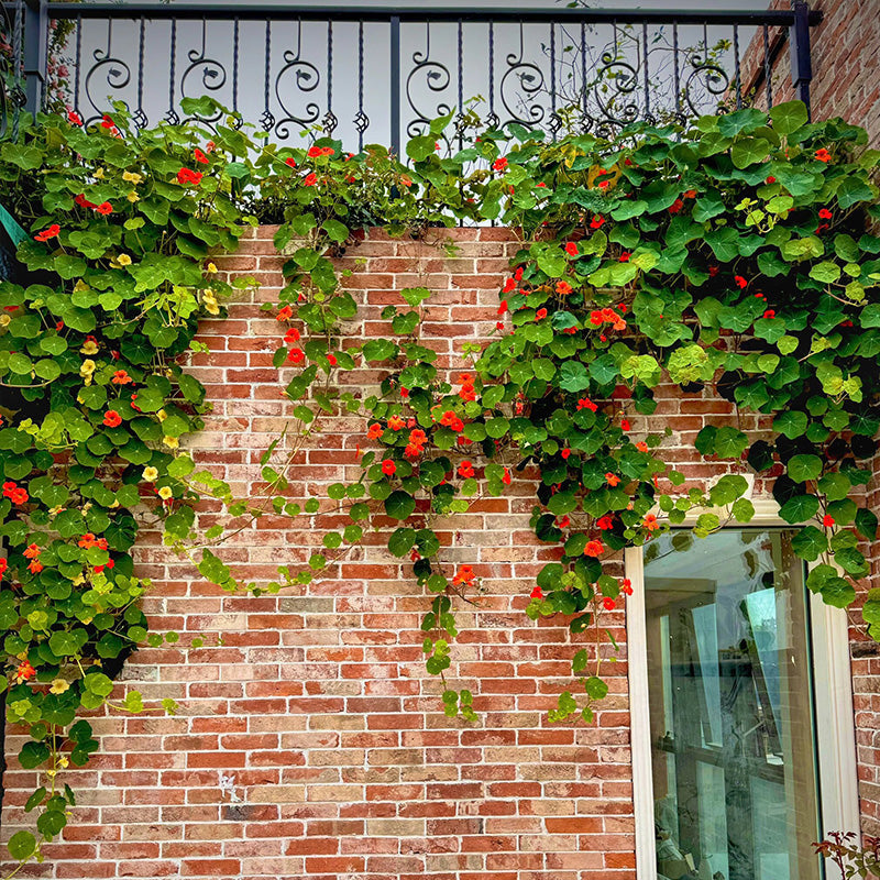 Nasturtium Planting Guide