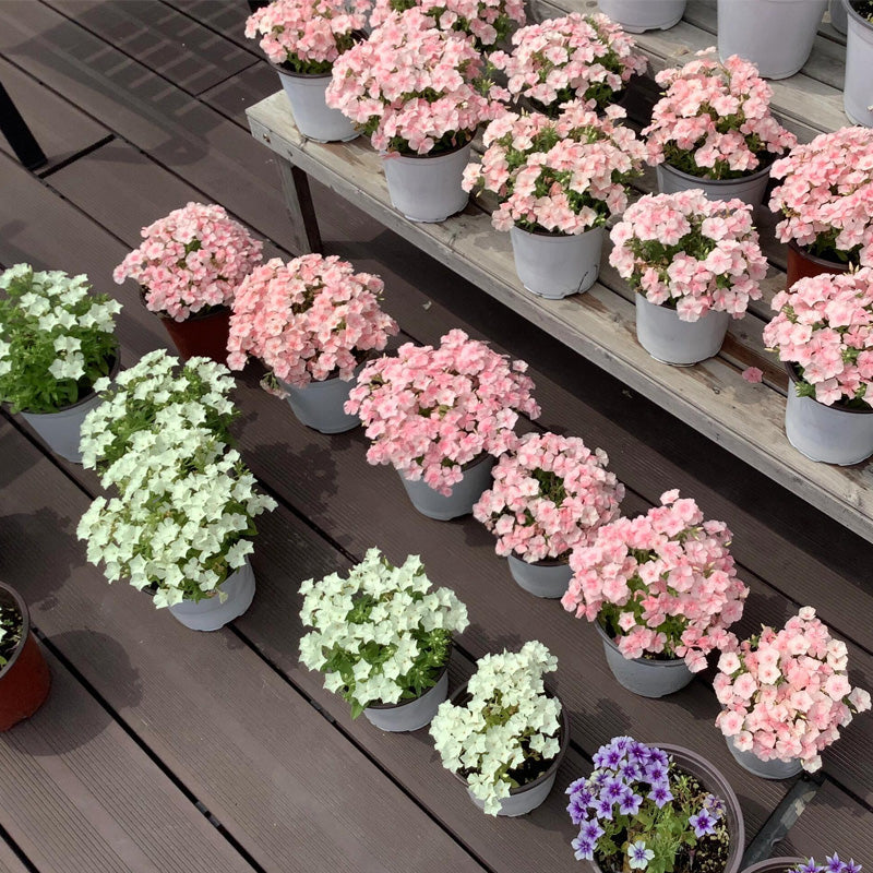 Garden Phlox Planting Guide