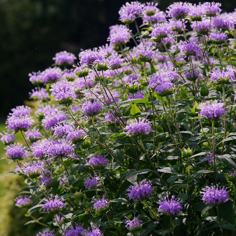 Bee Balm Planting Guide