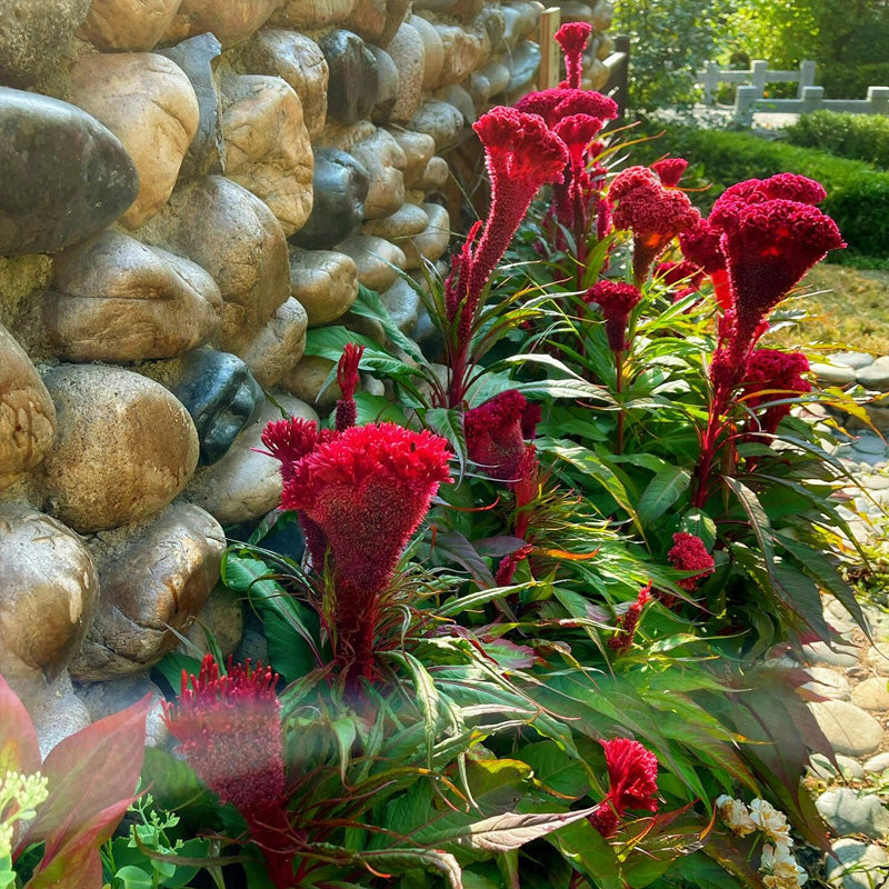 Celosia Planting Guide