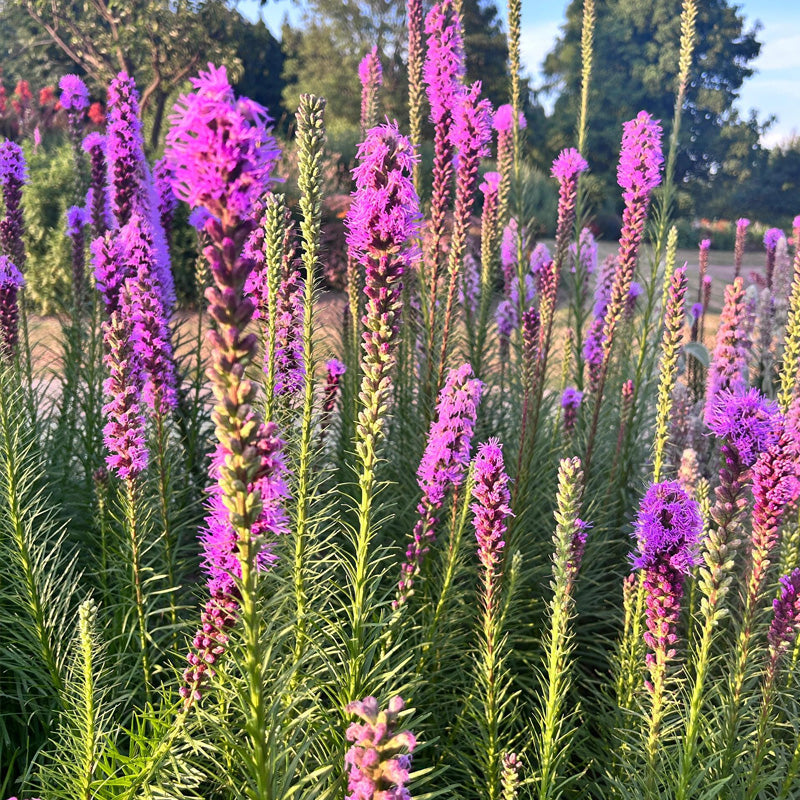 Gayfeather/Blazing Star Planting Guide