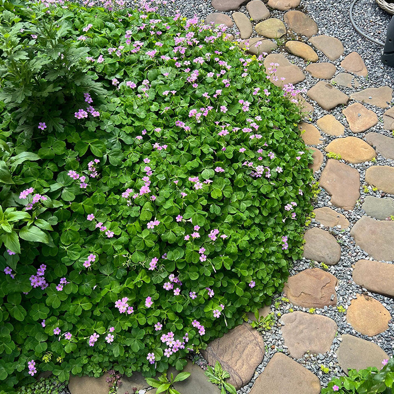 Oxalis Triangularis Planting Guide