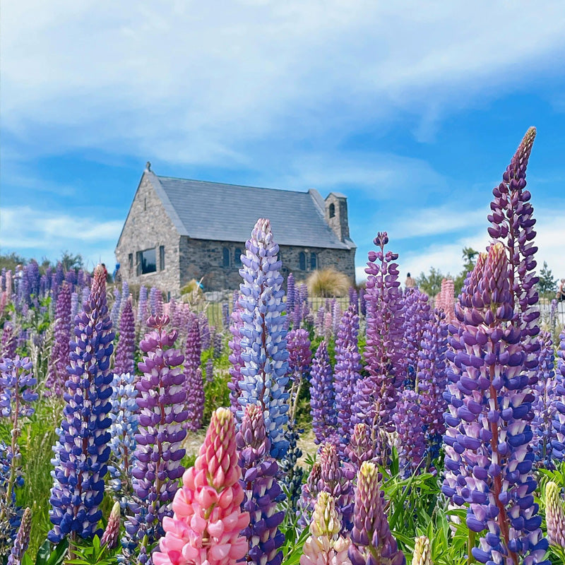 Lupine Planting Guide