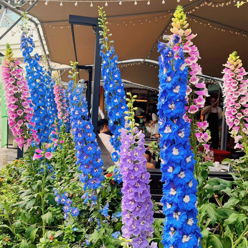 Delphinium Seeds