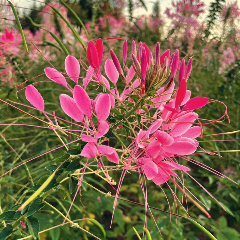 Cleome Planting Guide