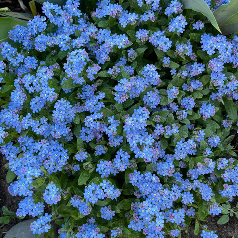 Forget Me Nots Planting Guide