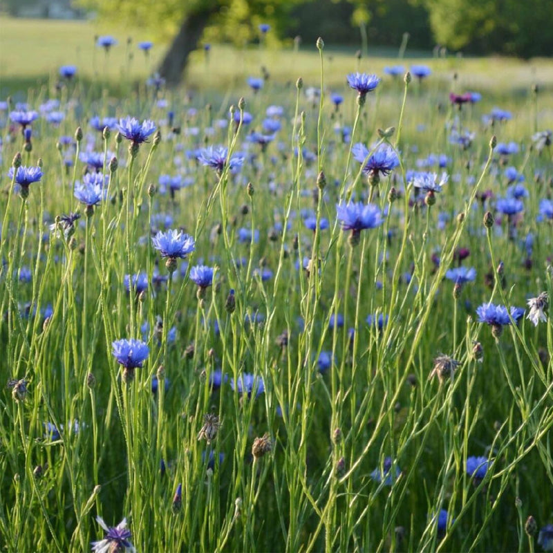 Cornflower Planting Guide