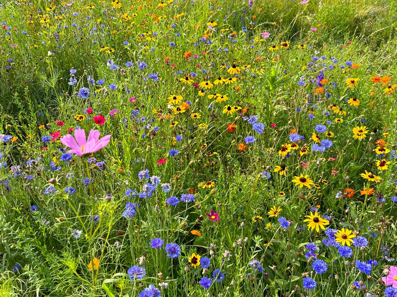 Annual Wildflowers Planting Guide