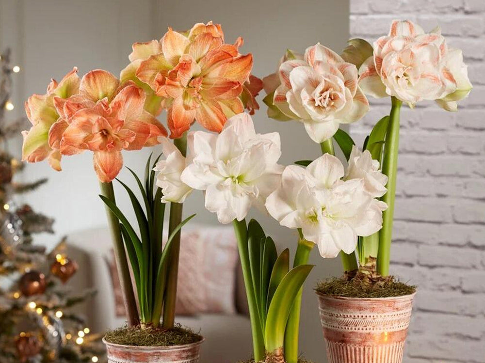 Amaryllis Planting Guide