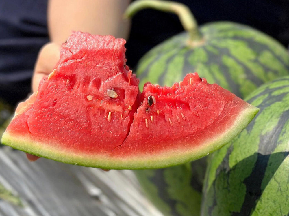 Watermelon Planting Guide