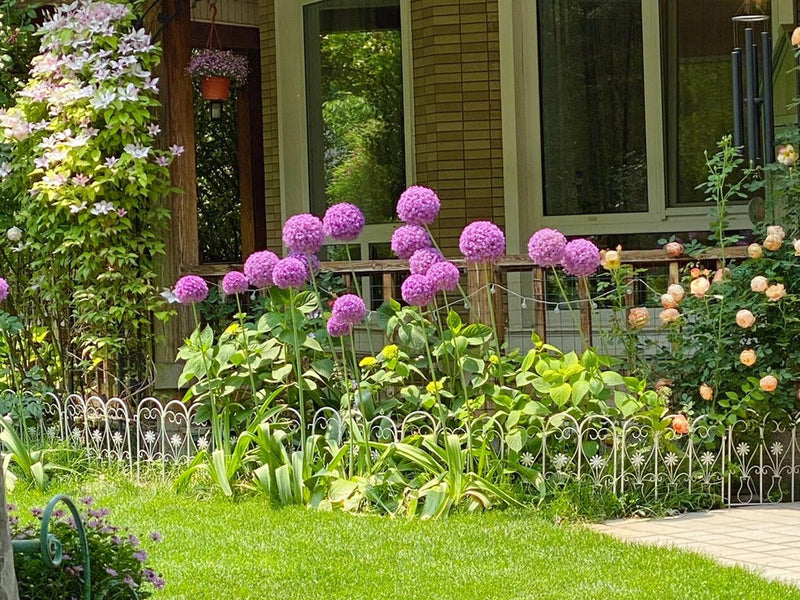 Alliums Planting Guide