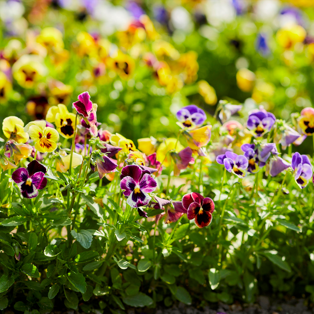 Pansy Planting Guide