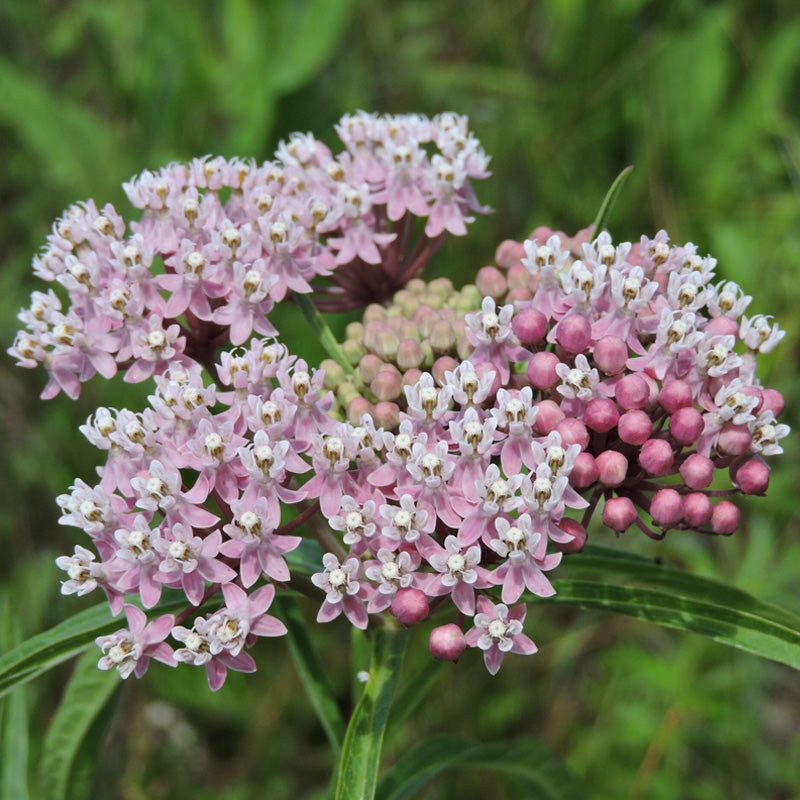 Swamp Milkweed Planting Guide