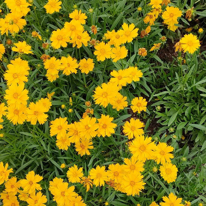 Coreopsis Planting Guide