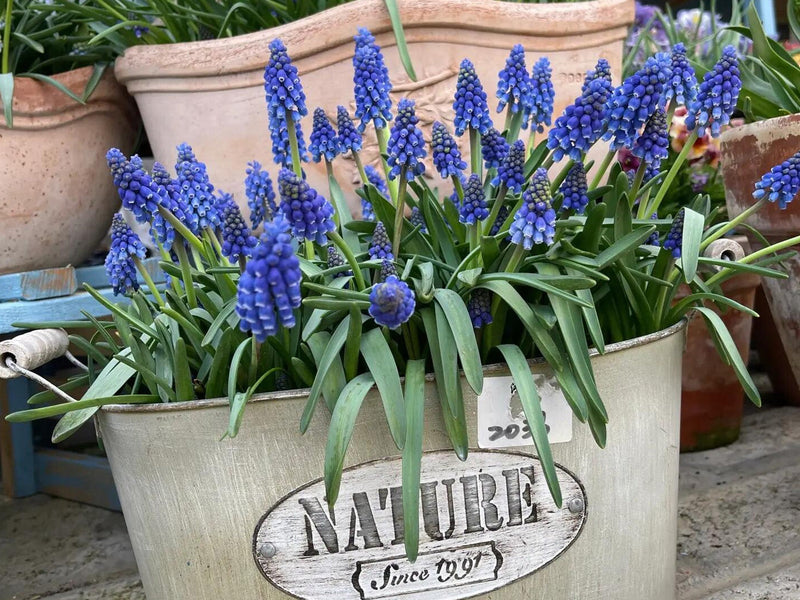 Grape Hyacinth Planting Guide