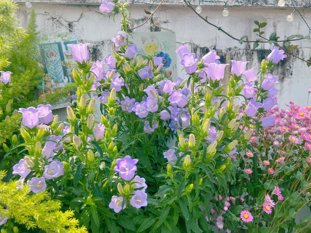 Bellflower Planting Guide