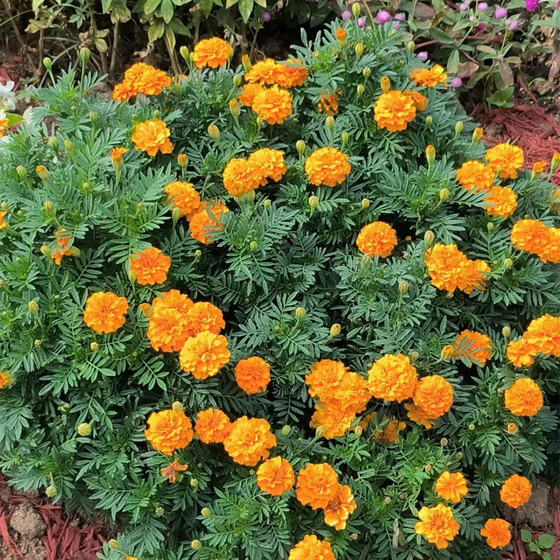 Marigolds Planting Guide