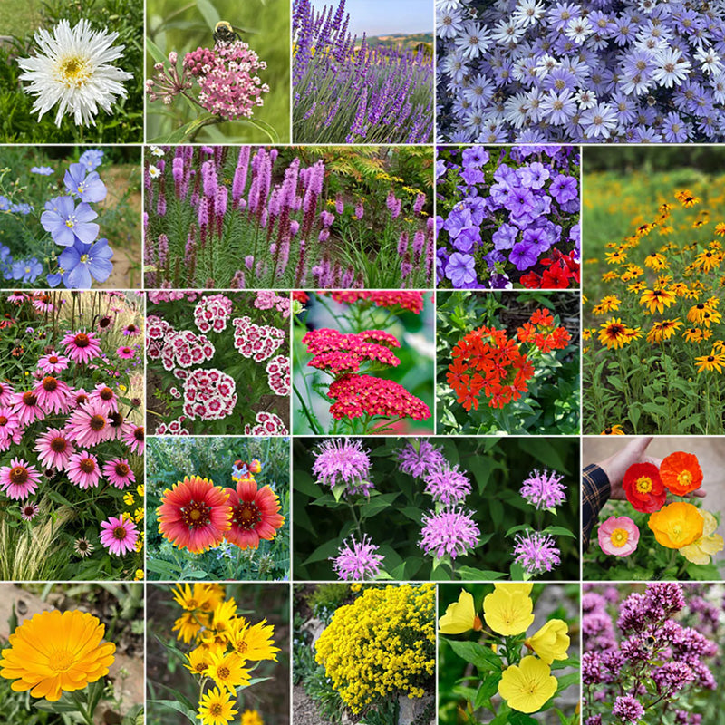 Perennial Wildflower Planting Guide