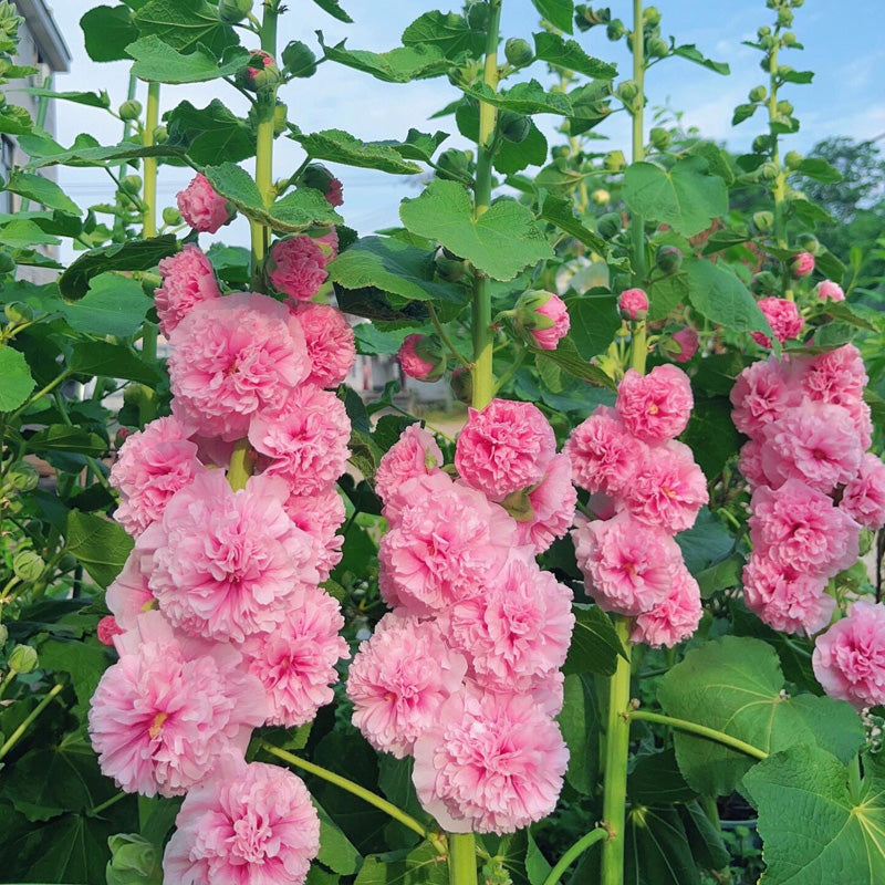 Hollyhock Planting Guide