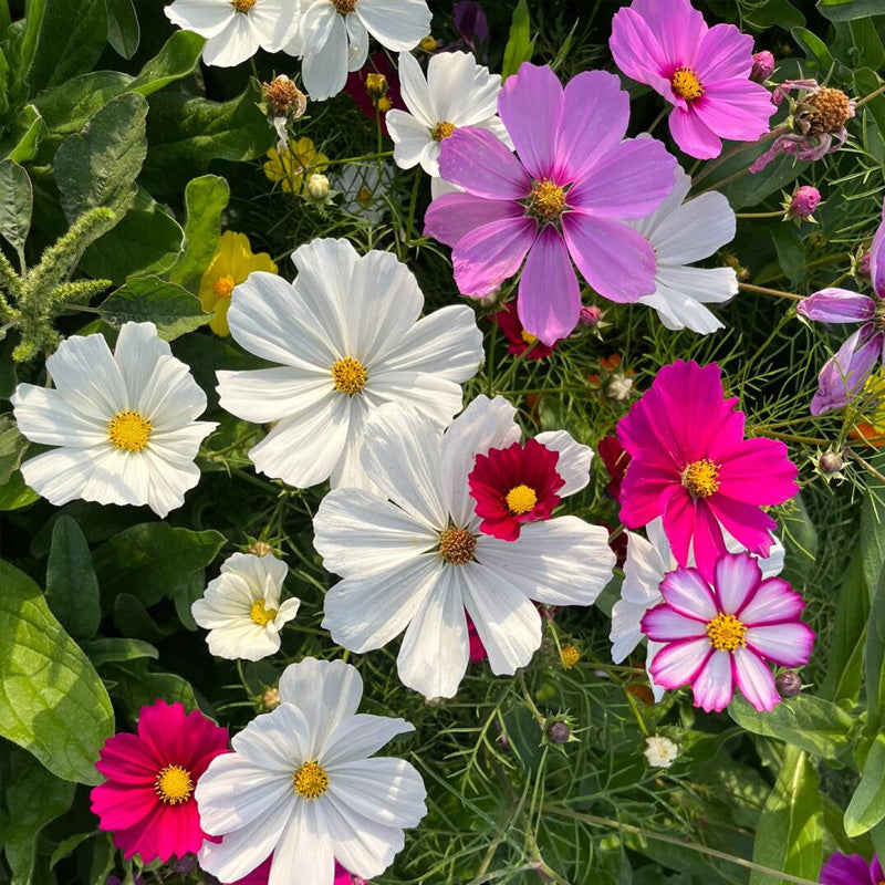 Cosmos Flower Planting Guide