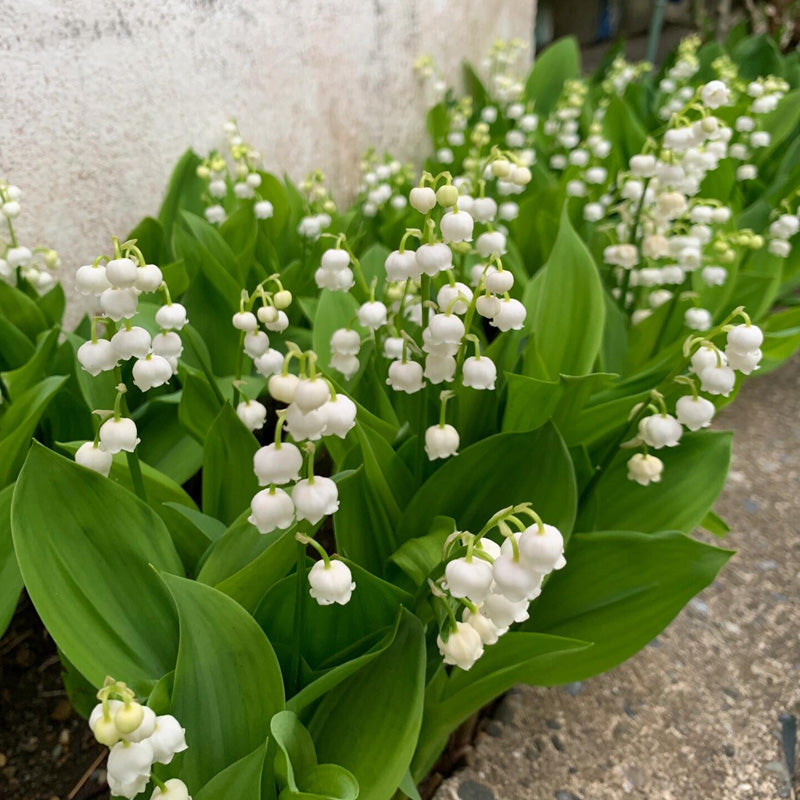 Lily of the Valley Planting Guide