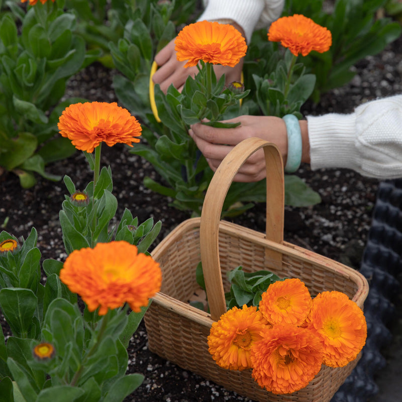 Calendula Planting Guide