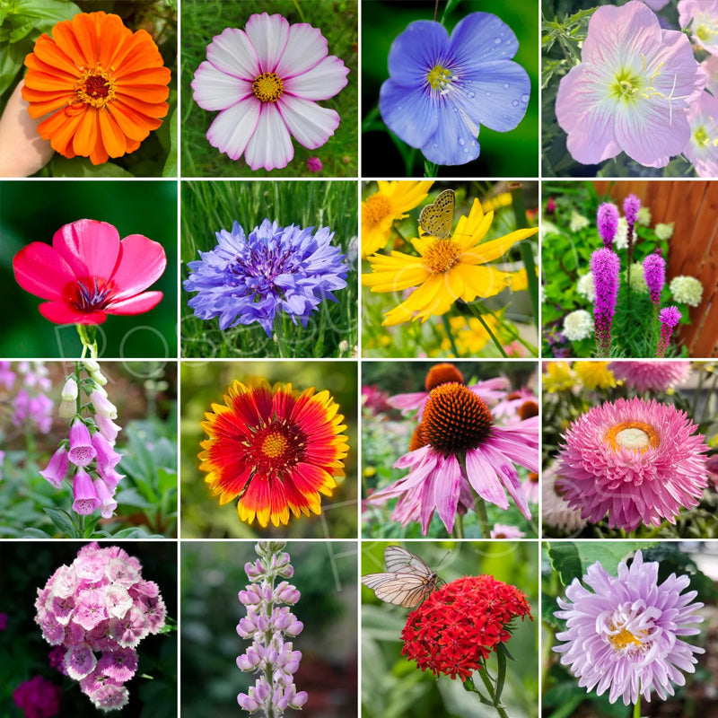 Annual and Perennial Wildflowers Planting Guide