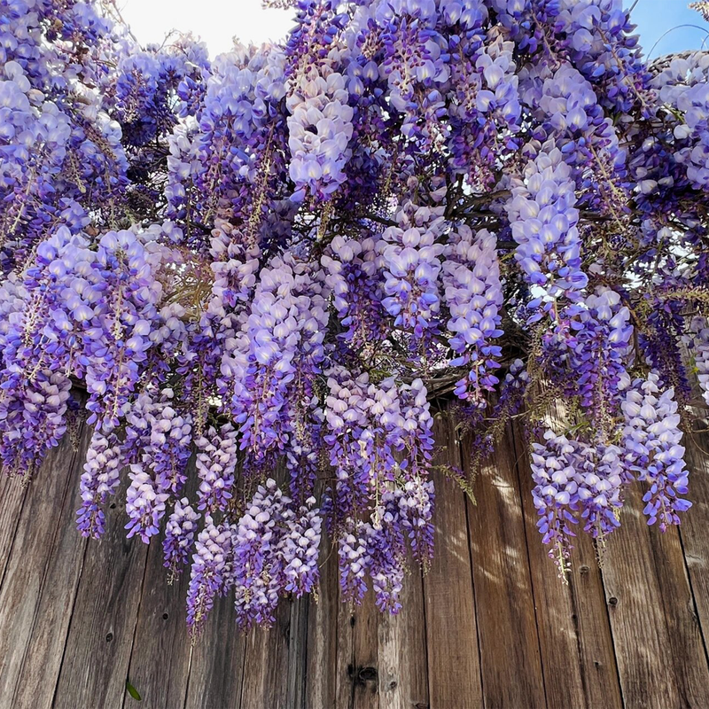 Wisteria Planting Guide