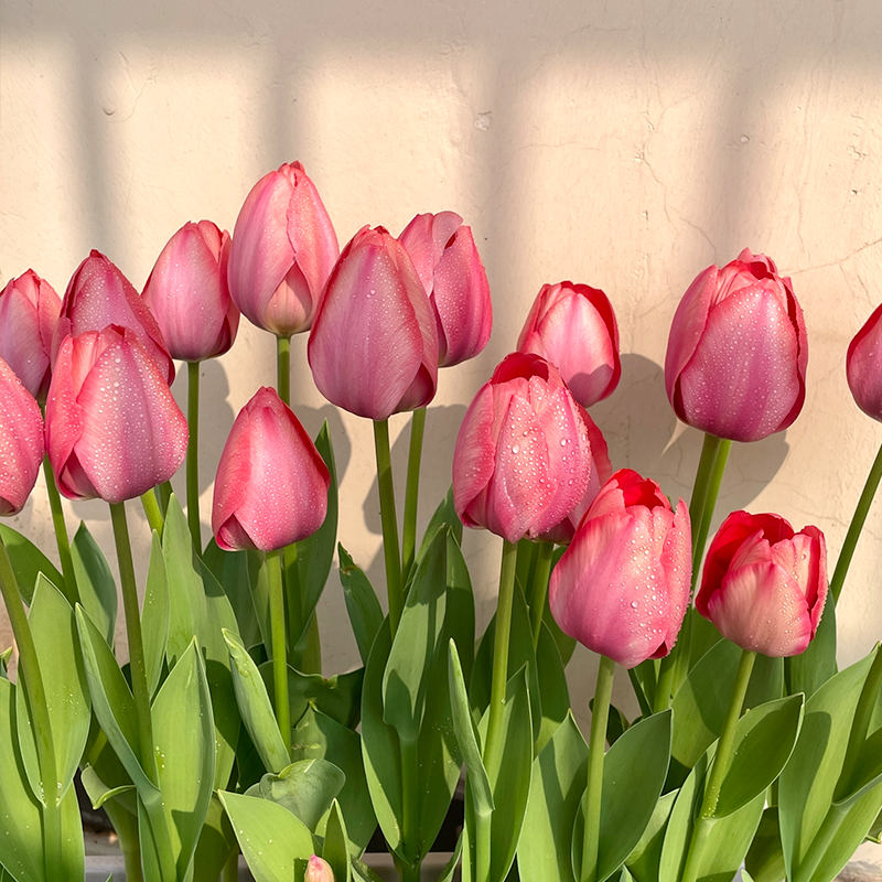 Planting Tulip Guide