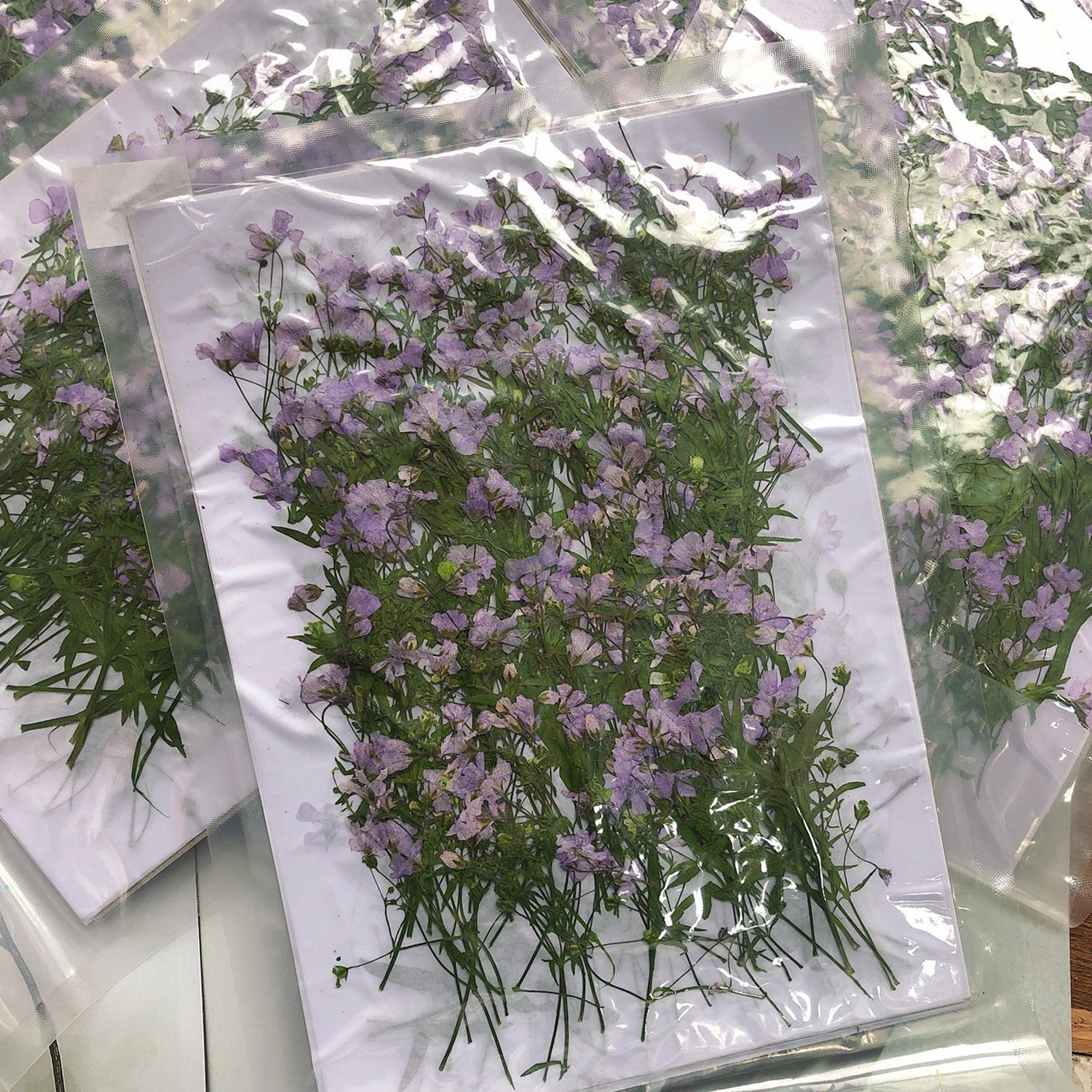 Gypsophila Dried Flower Package